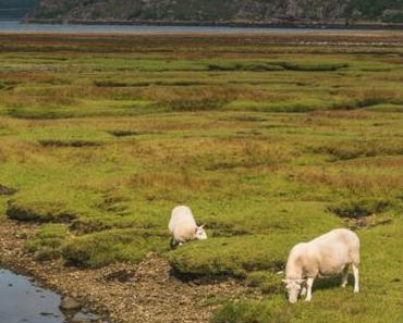 Les Highlands: étape de notre séjour en Ecosse