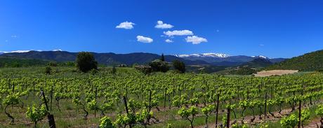 vigne-canigou-roussillon-latour