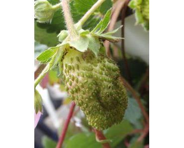 Des nouvelles de mon mini-potager …
