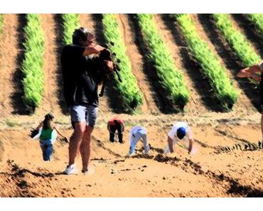 Millesime Bio, La Colombette annonce la fin des traitements chimiques pour la vigne