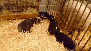 Moutons noirs d'Ouessant - Salon de l'Agriculture - Paris - 2014