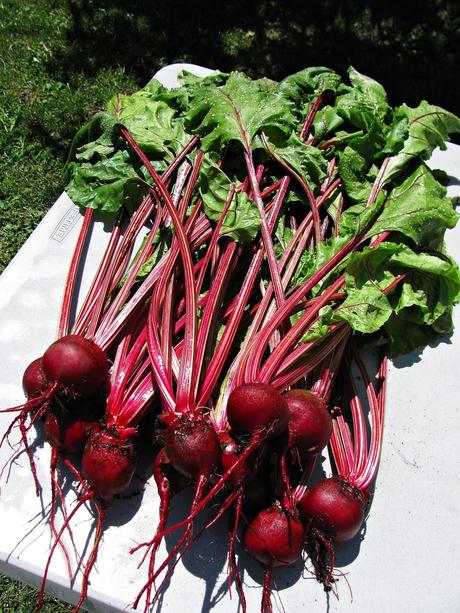 Feuilles de betteraves citronnées en pâte phyllo