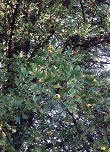 Pour la petite histoire : il est conté qu'on ne doit jamais couper, arracher une branche de cet arbre sous peine de perdre brutalement la vie dans la semaine qui suit...