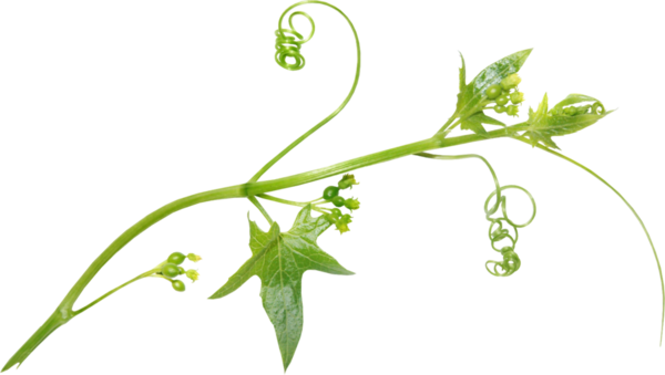 Gâteau invisible courgettes et chorizo