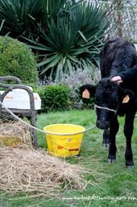 La fête du Pommé au Coq Gadby !