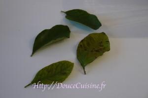feuille d'automne