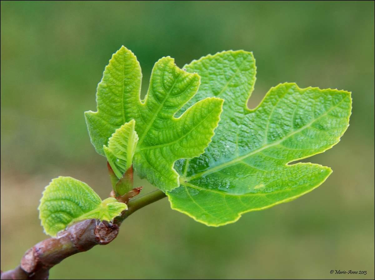 Châtaignes  au sirop de vanille ou une histoire de Grand-Mère