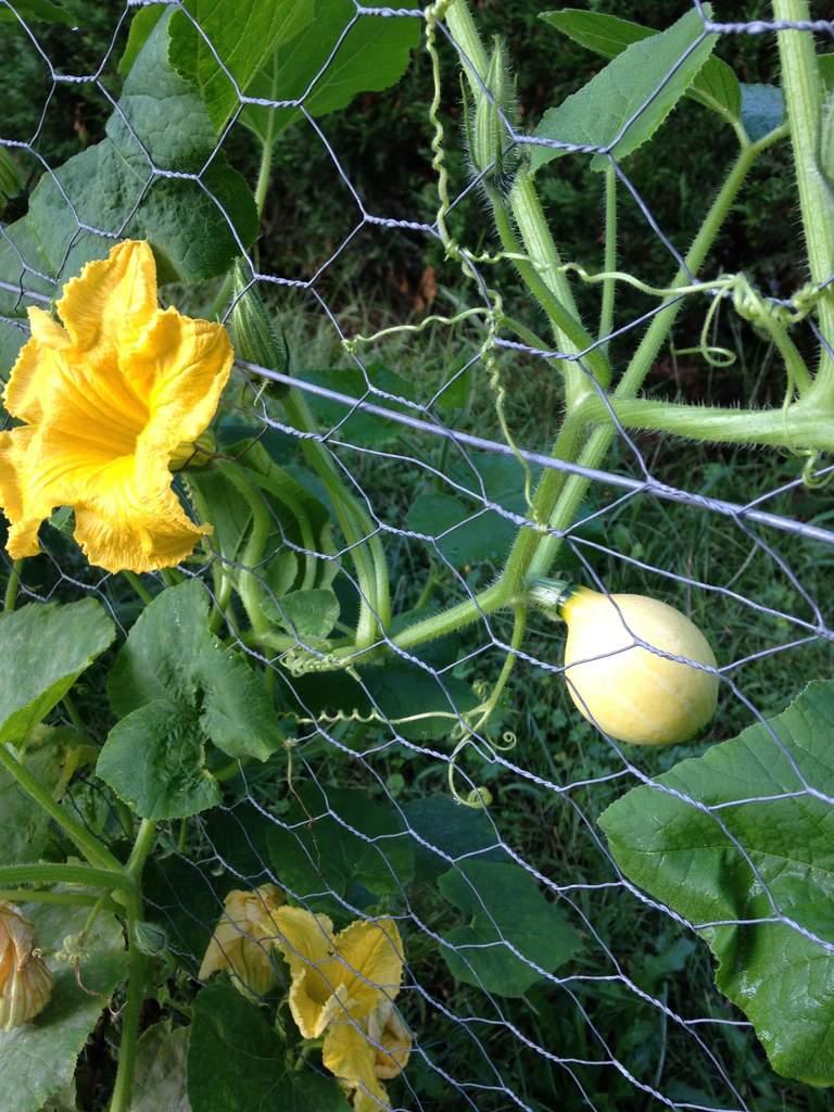 tajine de potimarron et patates douces