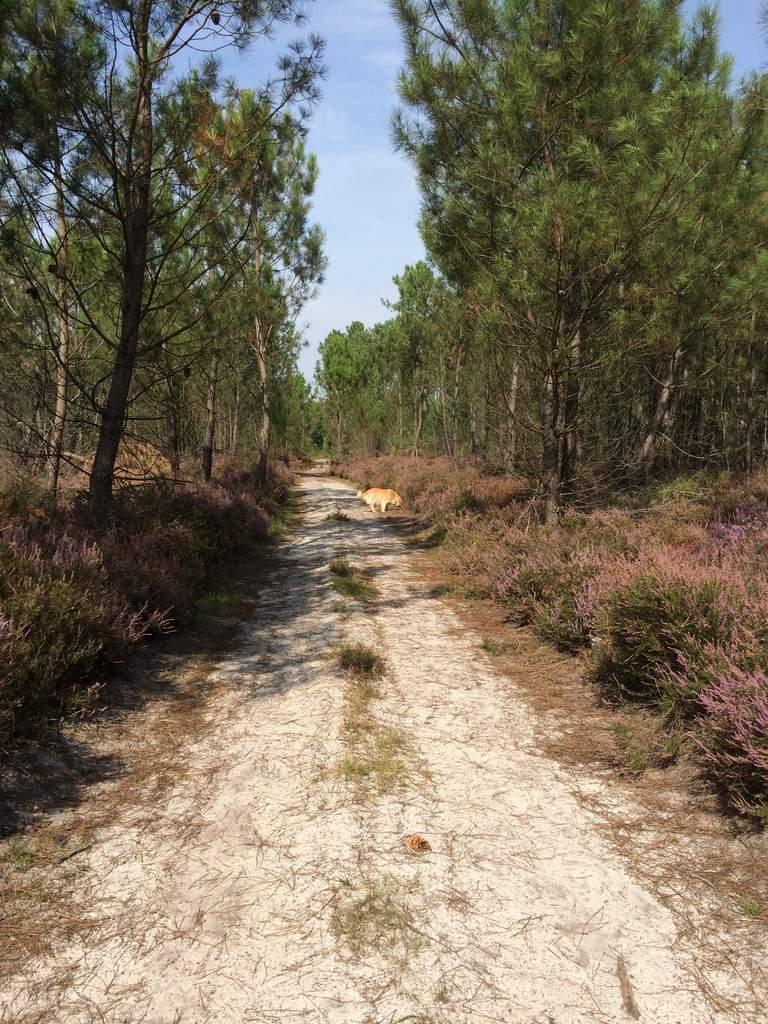 velouté d'automne et réflexions