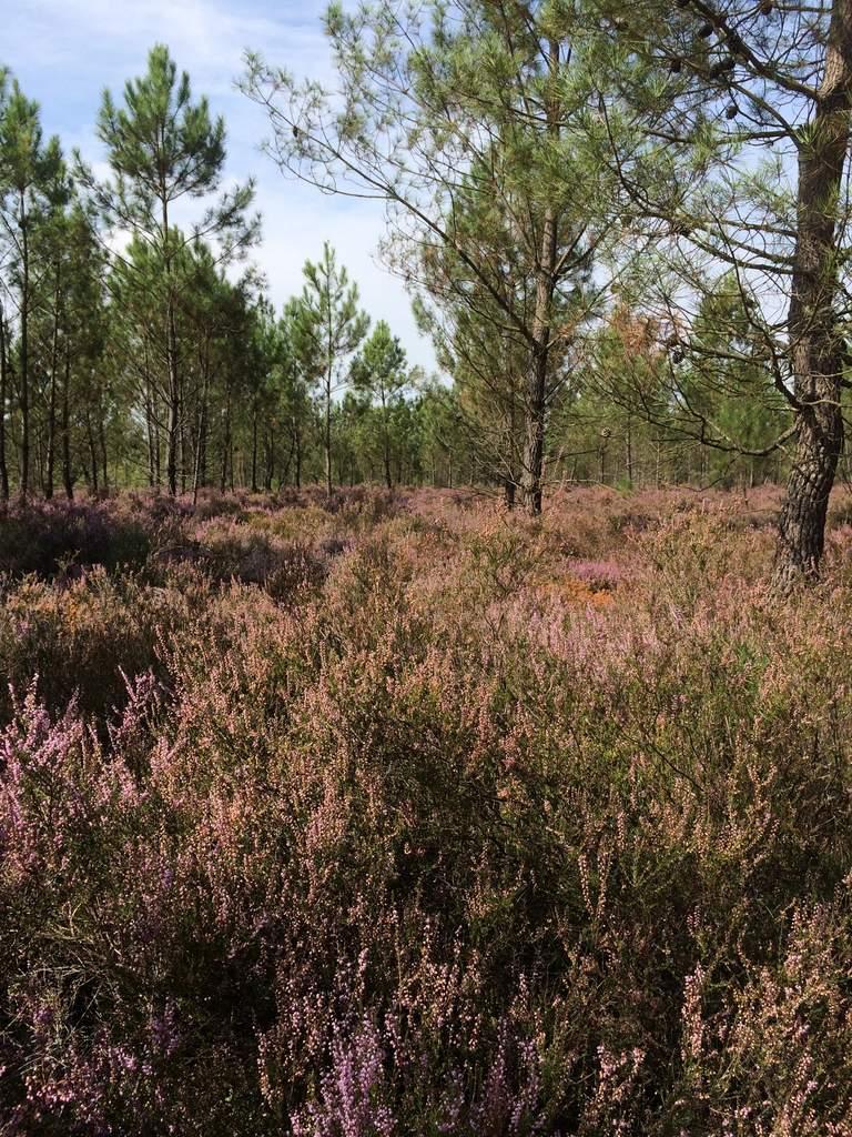 velouté d'automne et réflexions
