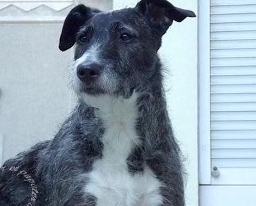 Biscuits pour chien (ou pas) au Kombucha