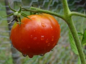 Tarte tatin à la tomate