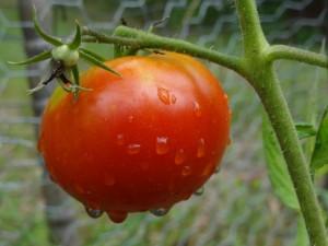 tomate branche