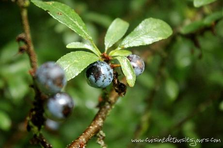 Gelée de prunelles sauvages