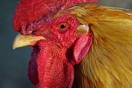 Le coq au vin de Mauricette