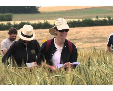 Une plateforme de blé anciens pour l’alimentation du futur