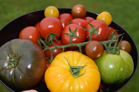 Ma Corbeille de Tomates - Prince de Bretagne