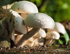 Le velouté express de champignons de Christelle