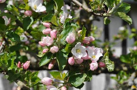 La Pomme de Normandie