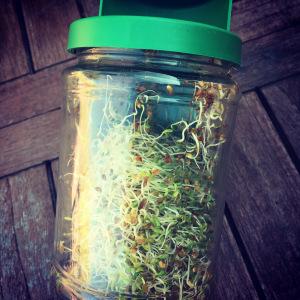Dorade marinée express et graines germées alfalfa