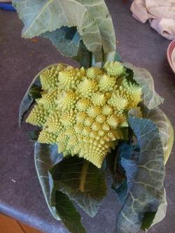 Omelette au chou romanesco