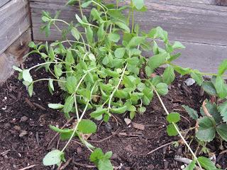 Mon potager