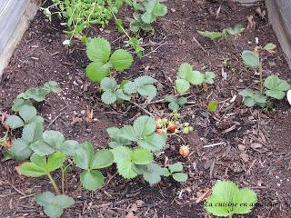 Mon potager