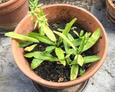 Lutsubo Express – Soupe de courgette glacée à la coriandre vietnamienne