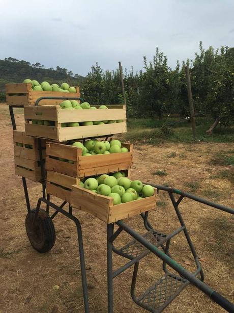 Cueillez vos pommes! Domaine d'ASTROS à VIDAUBAN