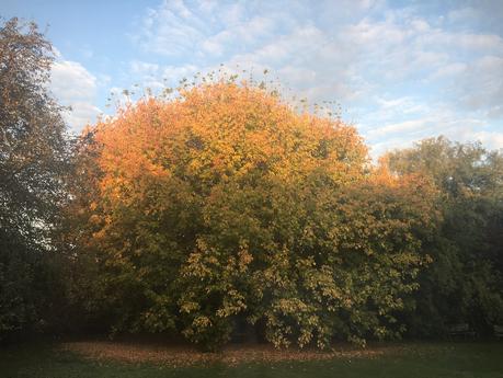 Ma salade d'automne