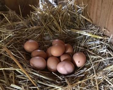 Les meilleurs cookies