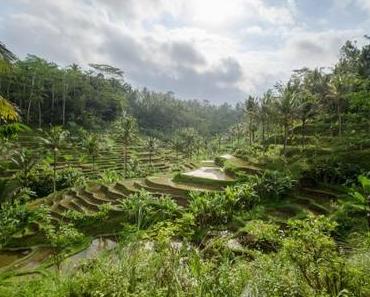 Notre séjour à Bali: à la découverte d’Ubud et de ses alentours