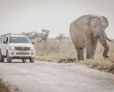 Etosha National Park – Namibie