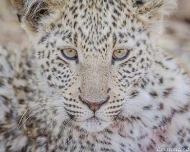 A la rencontre des léopards à Okonjima – Namibie